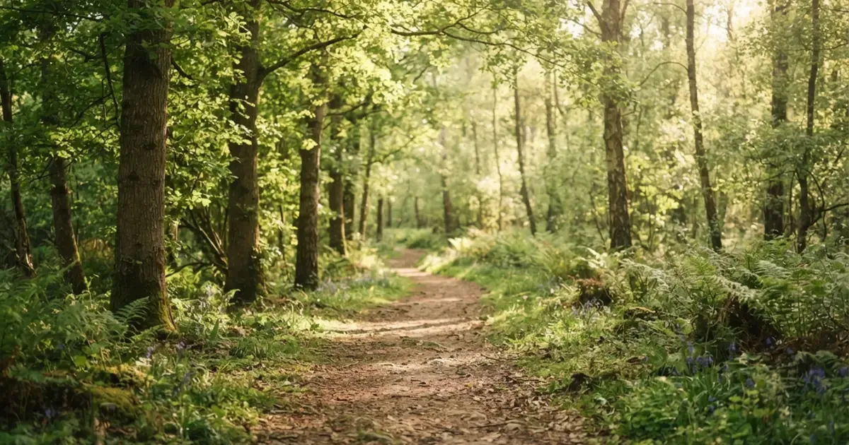 A quiet forest trail dappled with afternoon sunlight